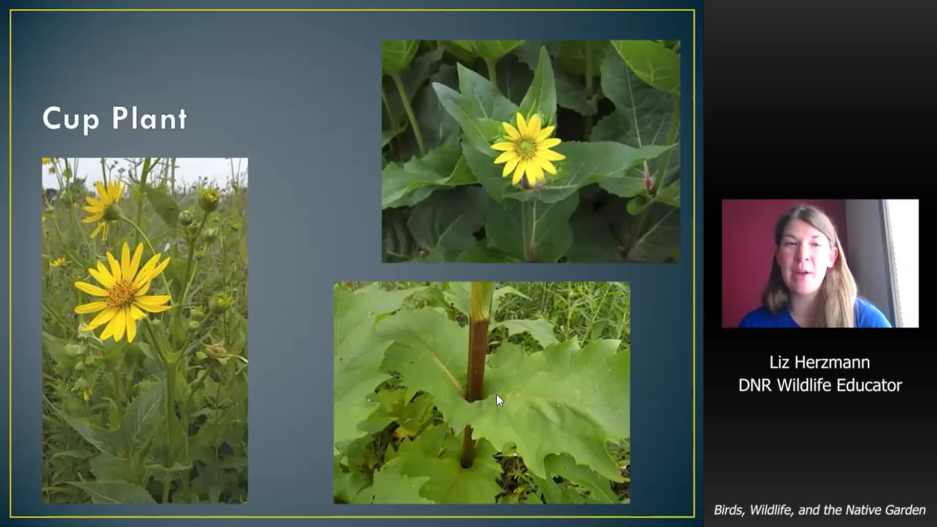 Birds, Wildlife, and Native Gardens