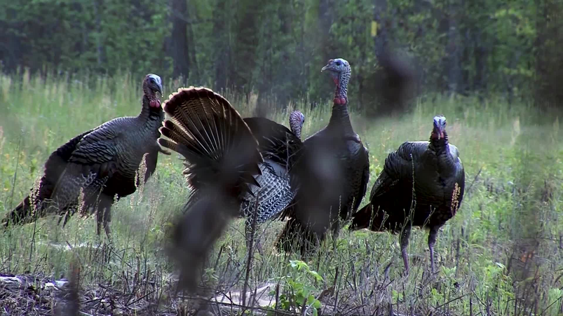 Learning to Hunt Wild Turkey