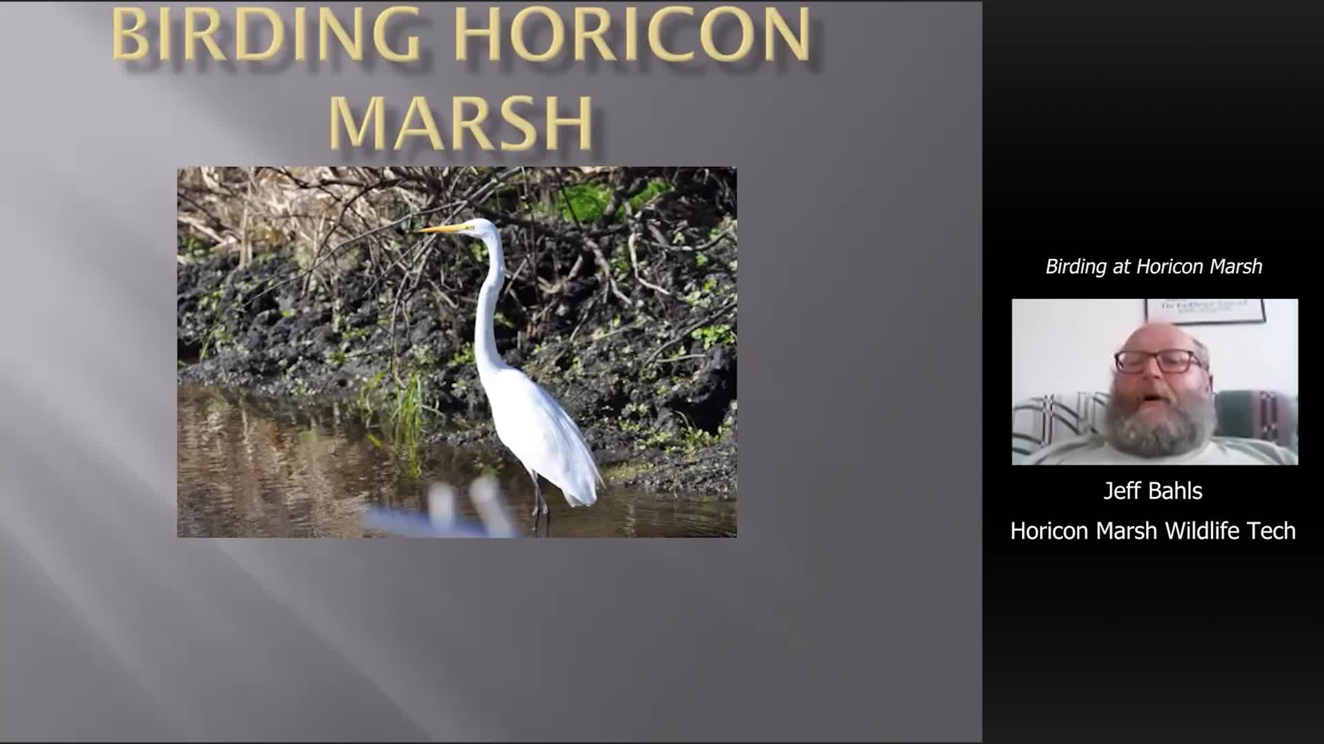 Birding at Horicon Marsh