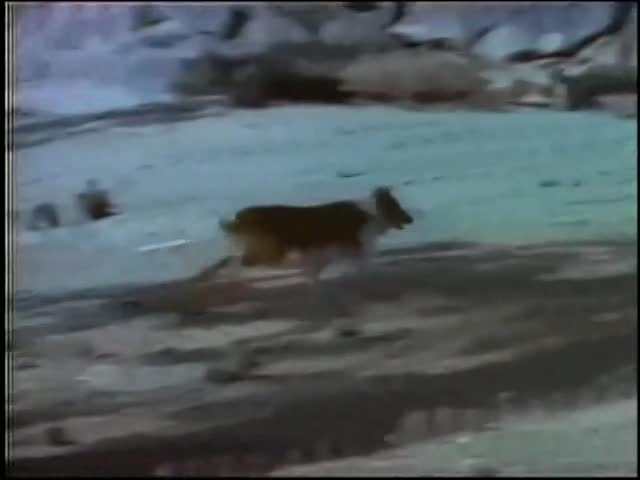 The Painted Hills (1951)